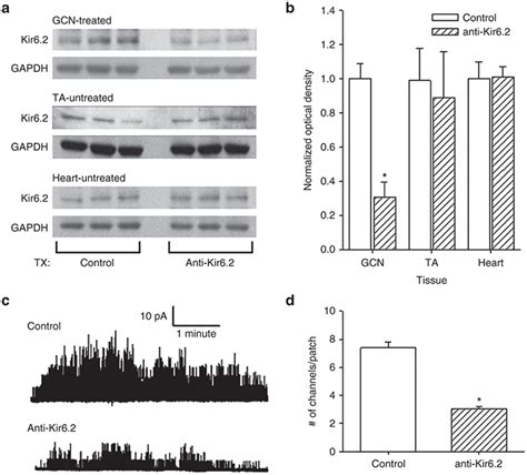 Katp Channel Expression In Response To Anti Kir Vivo Morpholino