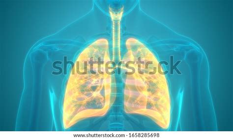 Human Respiratory System Lungs Anatomy 3d Stok İllüstrasyon 1658285698