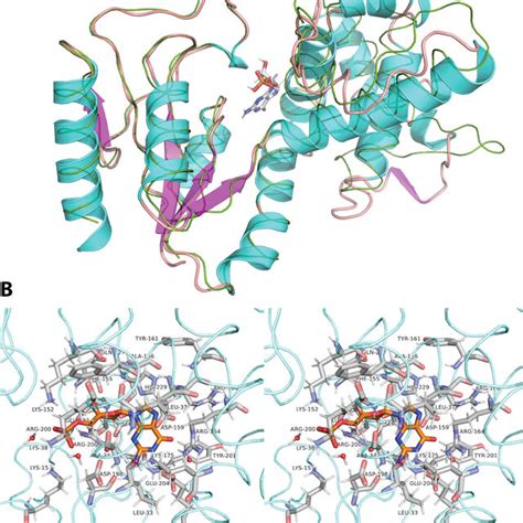 Structure Of The Dnmpk Pp Protein Of P Putida Kt2440 The Structure