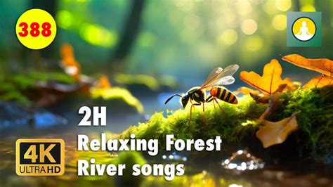 Tranquility Unleashed Enchanting Forest River Hours Asmr K