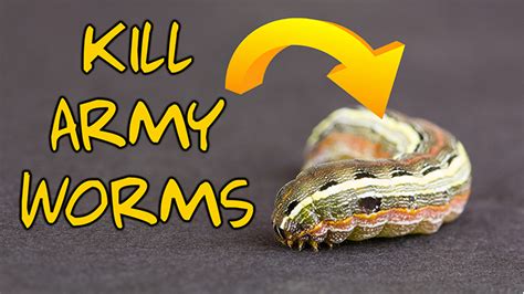 How To Kill Armyworms Pest And Bug Control