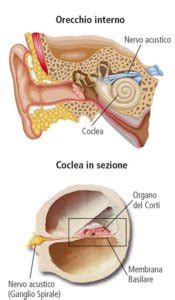 Scopri Come Funziona L Udito Una Guida Progetto Udire