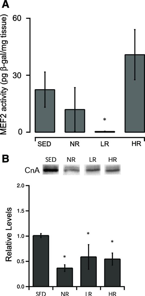 Myocyte Enhancer Factor Mef Transcriptional Activity And