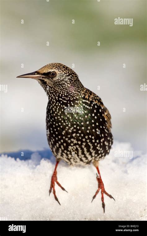 Starling In Winter Hi Res Stock Photography And Images Alamy