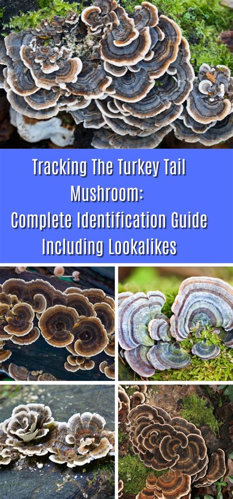 Tracking The Turkey Tail Mushroom Complete Identification Guide