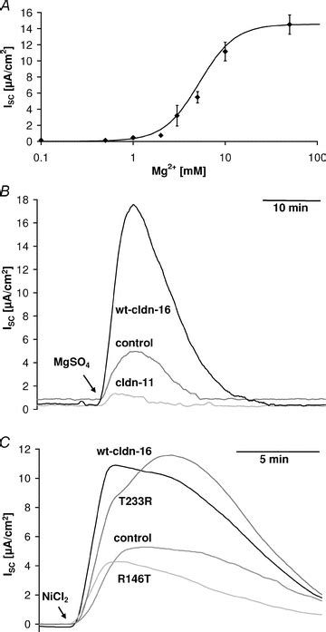 Claudin‐16 Affects Transcellular Cl− Secretion In Mdck Cells Günzel