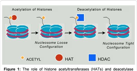 Figure 1 From Histone Deacetylase Inhibitors HDACIs Untapped