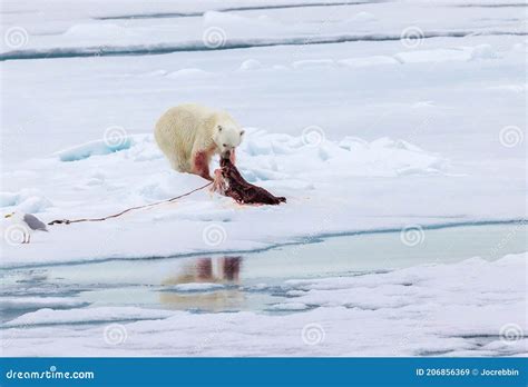 Polar Bears Eating Seals