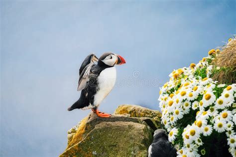 Puffin in Iceland. Seabird on Sheer Cliffs. Birds on the Westfjord in ...