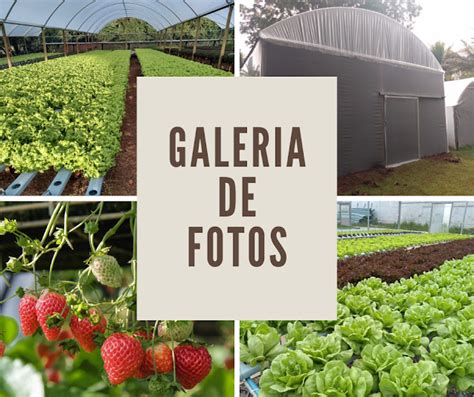 Galeria de Fotos Aço Fort Estufas Agrícolas