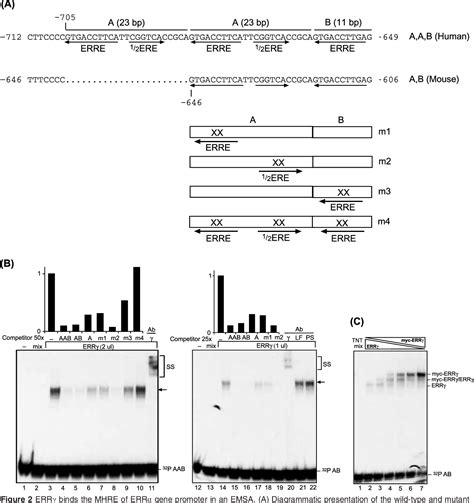 Figure 2 from Estrogen related receptor γ and peroxisome proliferator