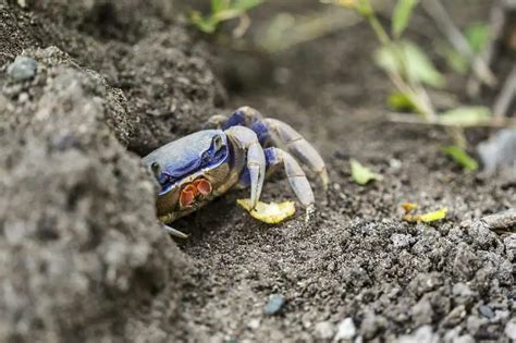 Nutrient Pollution| Causes, Effects, Solutions | Environment Buddy