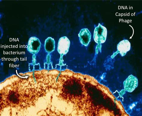 Crispr And The Sry Sex Determining Gene Flashcards Quizlet