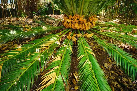 Fern Palma Sag Palma Cycas Revoluta Hojas De Cerca Disparado En El Sol