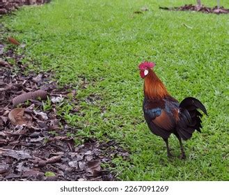 1,056 Red Junglefowl Rooster Images, Stock Photos & Vectors | Shutterstock