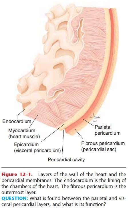 Serous Membrane Diagram