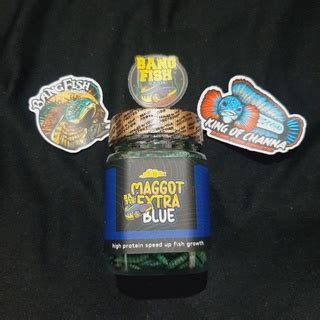 Jual Paket Bundling Maggot Super Maggot Extra Blue Original Bang