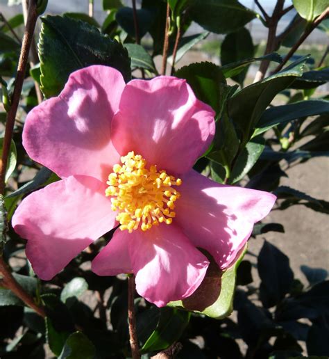 Camellia Sasanqua Cleopatra T Y Nursery