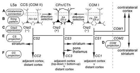 Diversity Of Supposed Relationships Among ICC Projections With