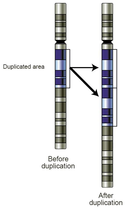 Evolution of Genomes | Boundless Biology