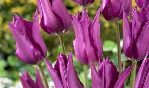 Tulpe Purple Dream Floragard Pflanzeninfothek