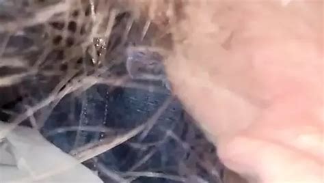 Free Road Head Porn Videos XHamster