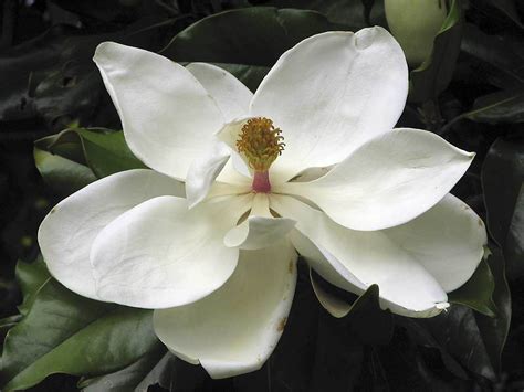 Southern Magnolia Flower Wallpapers:wallpapers screensavers