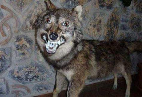 Funny Bad Taxidermy | Fun