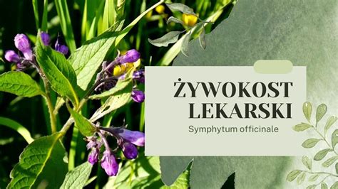 ŻYWOKOST LEKARSKI Leczy i nawozi uprawy Kompendium Wiedzy żywokost