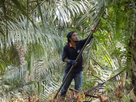 Free Stock Photo Of Coworker Oil Palm Worker