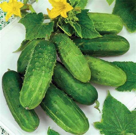 Seeds Cucumber Bush Gherkin Pickling Vegetable Organic Etsy