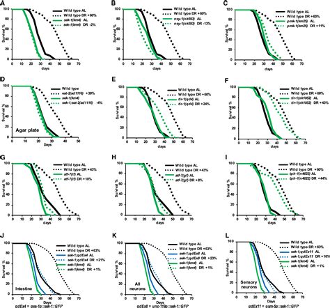 Dietary Restriction Extends Lifespan Through Metabolic Regulation Of Innate Immunity Cell