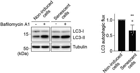 Cell Press Star Protocols