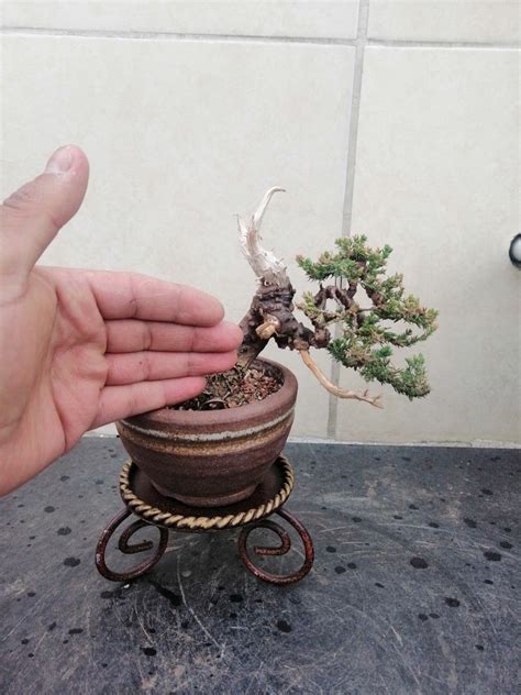 Procumbens Nana Mame Bonsai Planter Pots