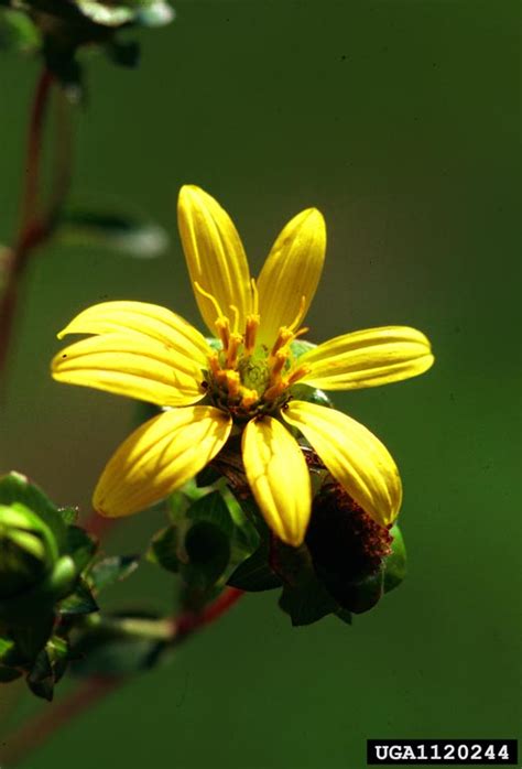 Starry Rosinweed Silphium Asteriscus