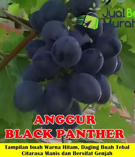 Jual Bibit Anggur Black Panther Premium