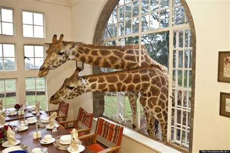 This Is The World's Only Giraffe Hotel | HuffPost Life