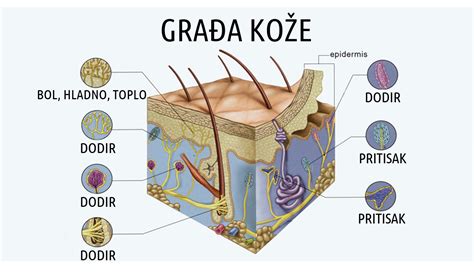 Sistem Culnih Organa Biologija