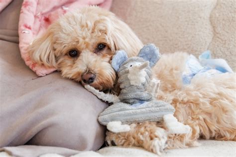 犬の散歩｜時間・回数の目安や必要なグッズ、マナーを紹介 子犬・子猫探しなら【petmi】