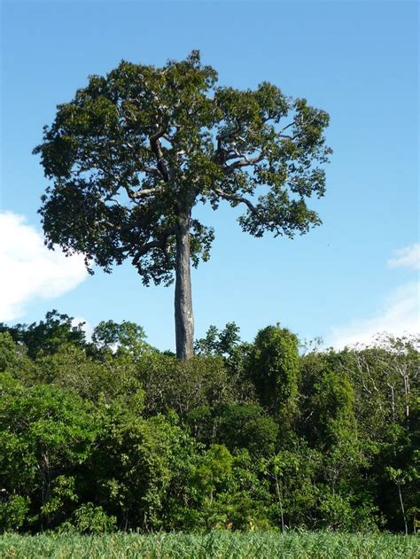 Brazil Nut Tree Wild Plants Fruit Plants Tree