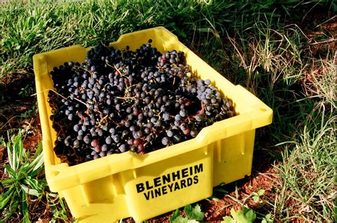 Visit — Blenheim Vineyards