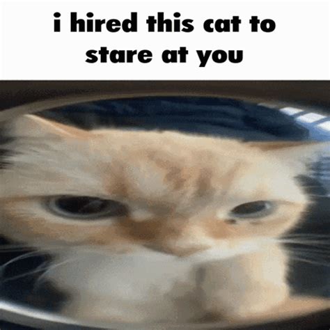 I Hired This Cat To Stare At You Meme I Hired This Cat To Stare