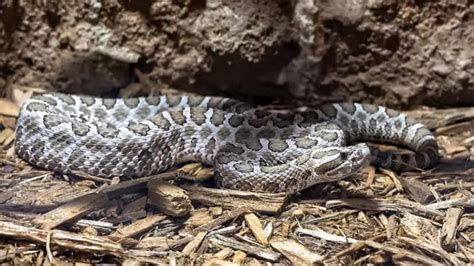 Venomous Snakes of Colorado - Krebs Creek