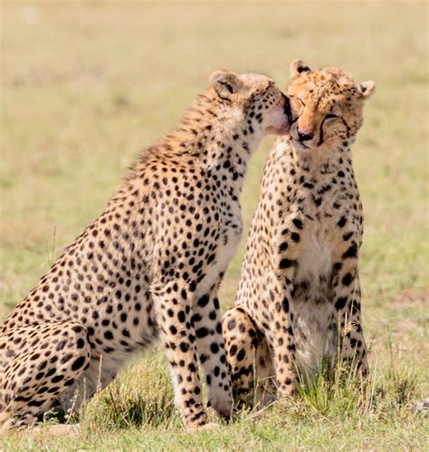 Planing your safari trip - Safaris and Travel Africa