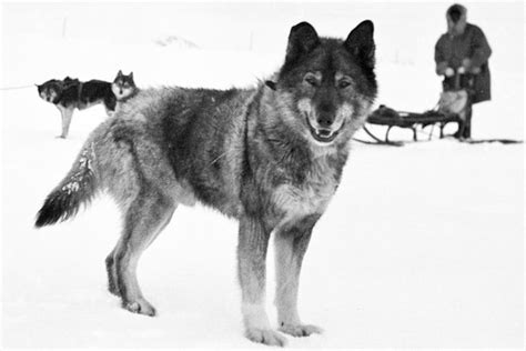 Togo: Siberian Husky & Sled Dog Hero Of The 1925 Nome Serum Run