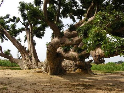 Nature Arbres Et Plantes Au Senegal Ngaparou Infos Photos Senegal