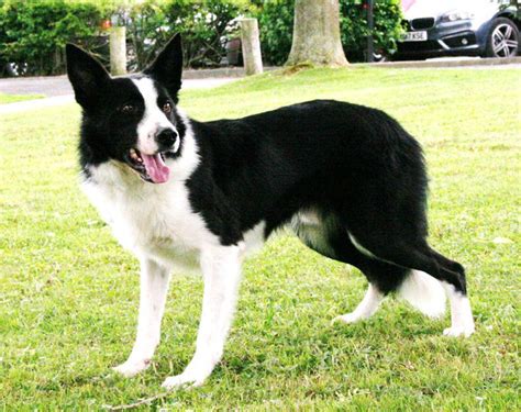 Watch Irish Sheepdog Tops €8000 At Uk Sale 25 July 2017 Free