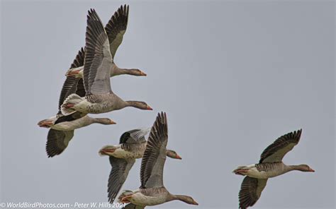 Goose Pink Footed Anser Brachyrhynchus In Flight Brancaster