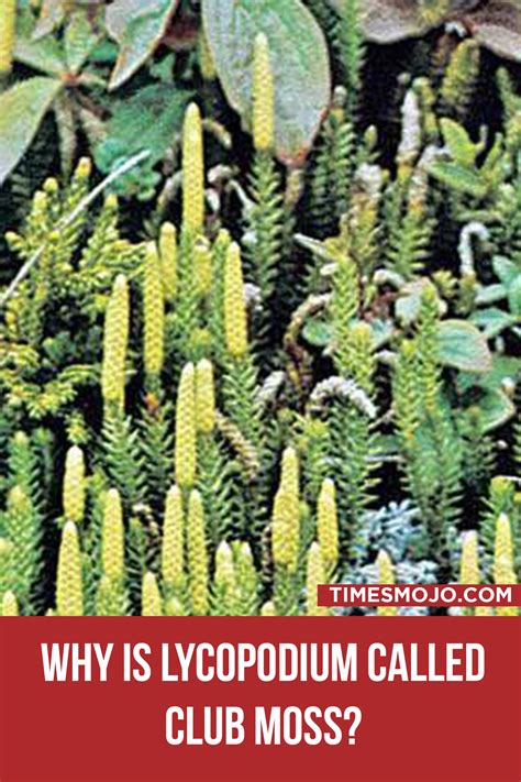 Why is Lycopodium called club moss? - TimesMojo