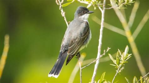 Types Of Kingbirds How To Identify Each Western Kingbird